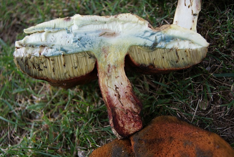 boletus purpureus?